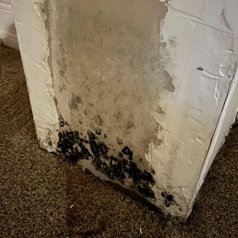 Professional Mold Removal in Rockford, AL